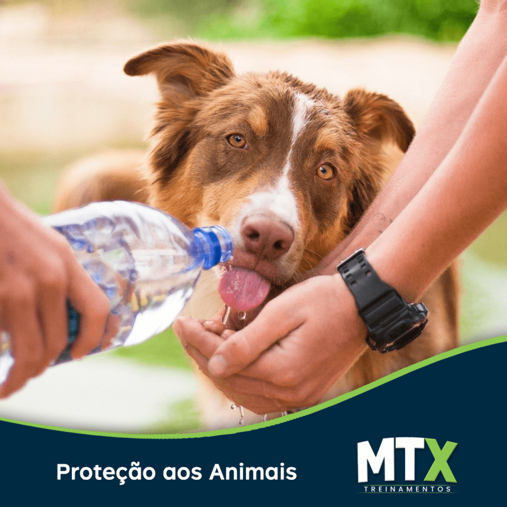 MTX-PROTECAO-AOS-ANIMAIS-2-1024x1024 Responsabilidade Socioambiental